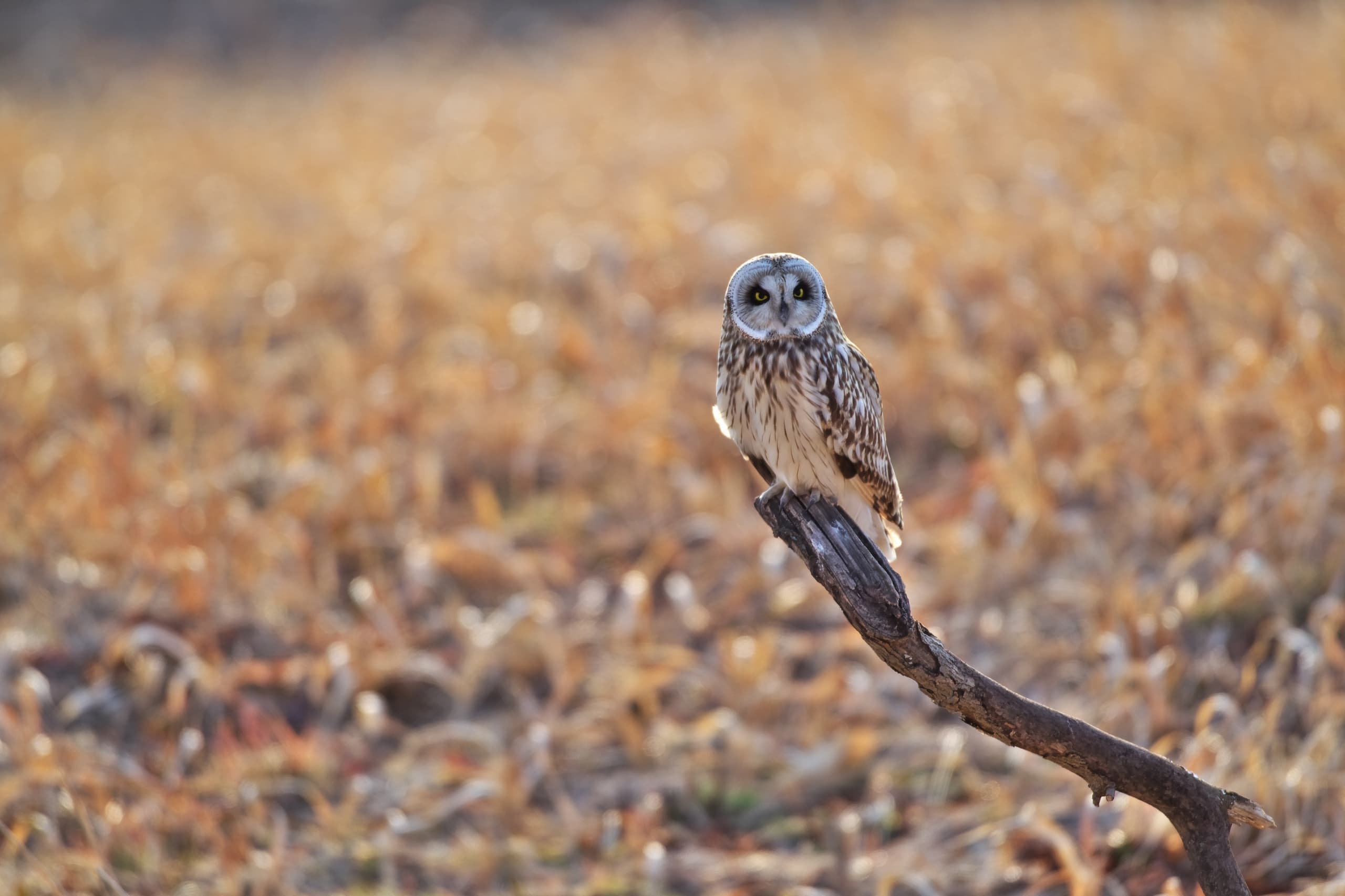 adobestock_30351232.jpg